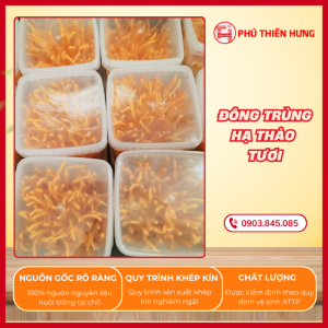 Đông Trùng Hạ Thảo Tươi